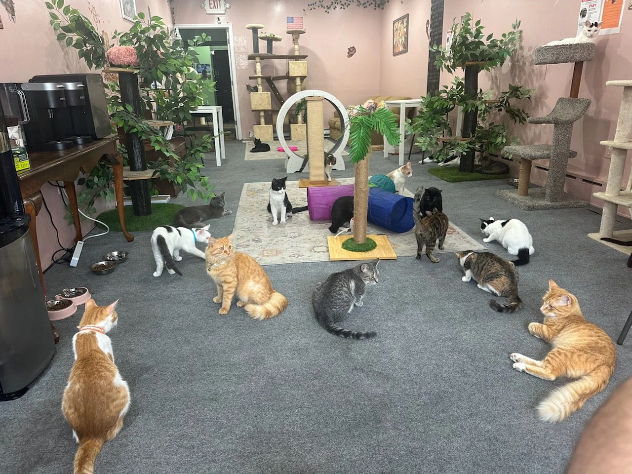 Best Cat Cafes in Philly Whiskers Cat Cafe