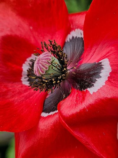 The center of a flower