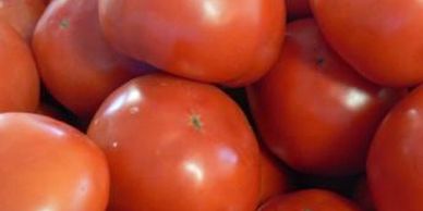 Ohio Tomatoes