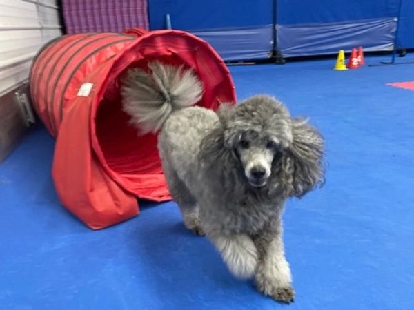 Paws 4 Fun Dog Training and Agility, CPDT-KA Certified and AKC Sanctioned