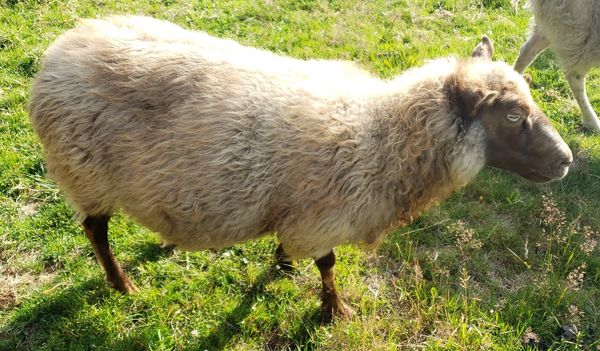 Dove, Icelandic Ewe (Redtop's Grand-daughter)