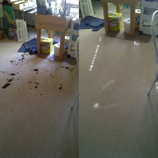 Carpet steam cleaning pet stains