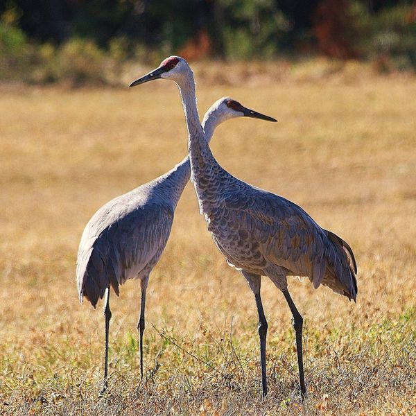 Pair of Sandhill Cranes Twin Lakes, Marquette County, Wisconsin