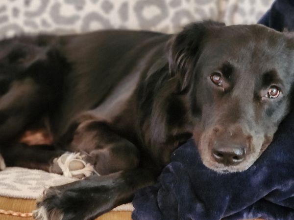 One of the founding pups relaxing on his throne.