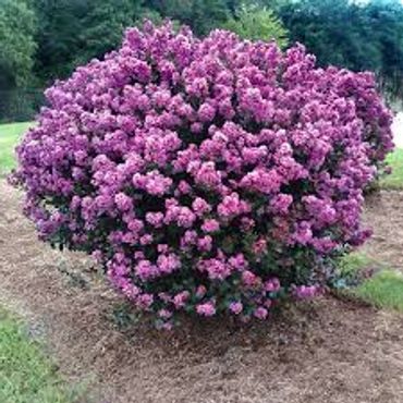A vibrant round bush covered in pink flowers.