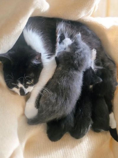 Mother cat nursing her newborn kittens nestled in a soft blanket.