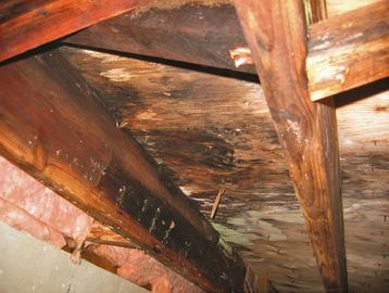 Wooden beams with mold damage in a ceiling.