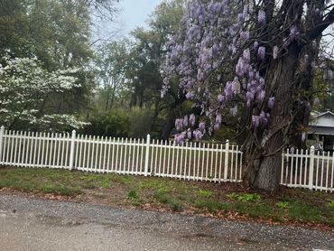 Wisteria Oak Covered Tree