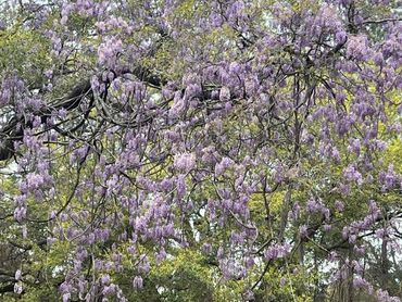 Wisteria Covered Oak Tree
