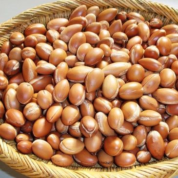 BIO COLLECTION Argan Oil Nuts