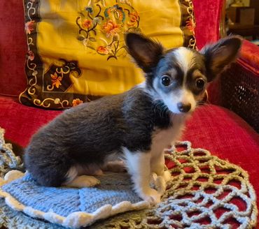 Blue male Chihuahua