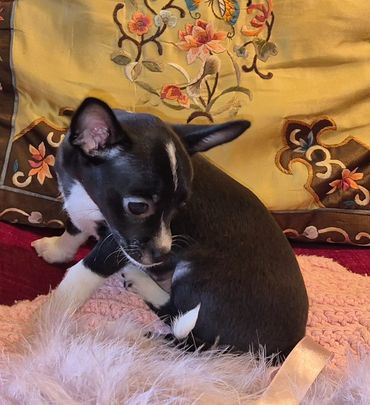 Ckc female Chihuahua