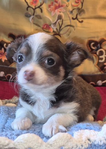 Male Chihuahua puppy