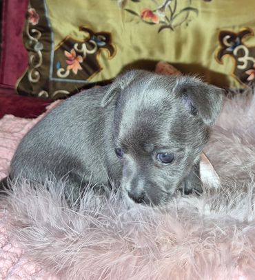Young female Chihuahua $1800