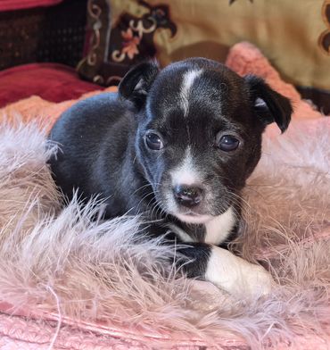Young black and white female Chihuahua $1800