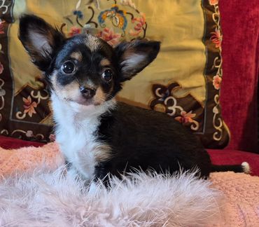 Chihuahua Female $1750