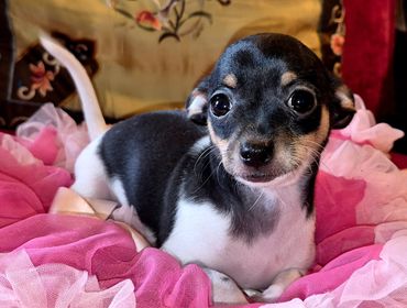 Female Chihuahua puppy