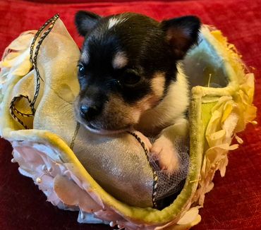 Puppies born 5-27-26. female $1900. Taking deposits to reserv