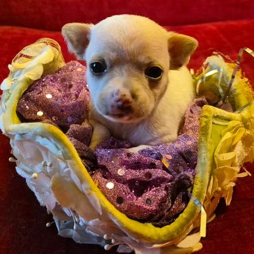Picture taken 6-15-26 $1900 female Chihuahua