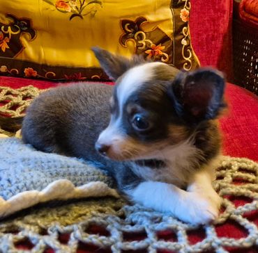 Blue male Chihuahua