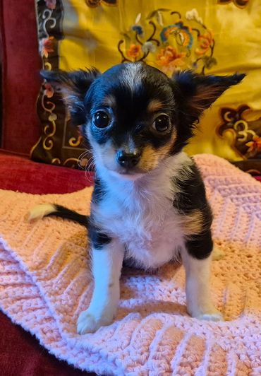 Female Chihuahua puppy