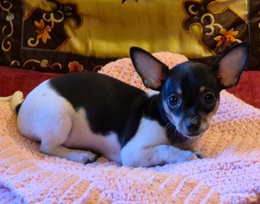 Female Chihuahua