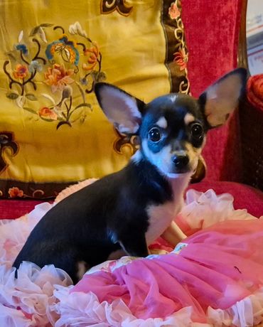 Female Chihuahua