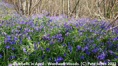 Bluebells - Wardwell Woods (C) Pete Jones 2022