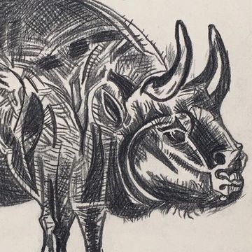 Drawing bull Pablo Picasso Spanish Cubism