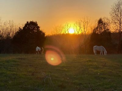 Horses grazing in a peaceful sunset.