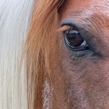 A horse sees more than meets the eye.