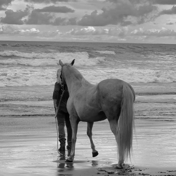 Person walking a horse on the beach in black and white.