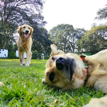 Perritos y perros jugando en el parque