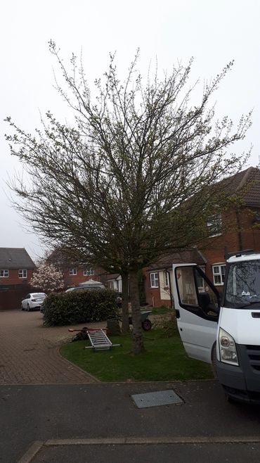 Trimming and shaping a tree