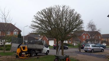 Tree pruning
