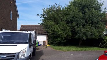 Overgrown trees and hedges