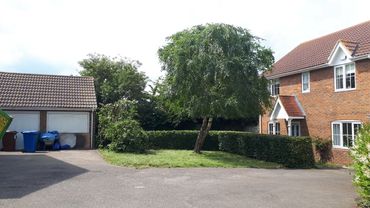Reducing a silver birch