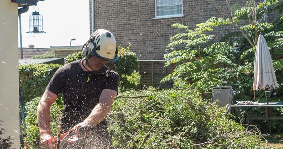 Cutting fallen tree