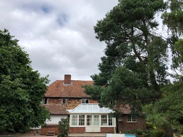 Scots Pine to be thinned