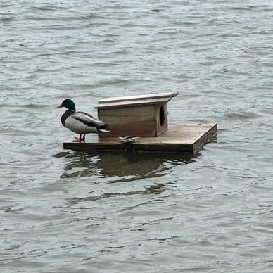 A duck stands on a floating wooden duck house in the water.