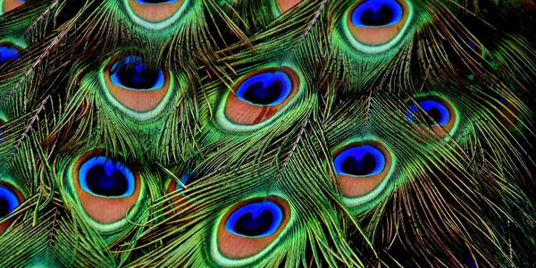 Peacock feathers