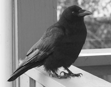 Photo of a crow, mythology, supersitions, legends, ghosts, spirits, ghost hunters