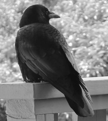 Photo of a crow perching, black bird, superstitions, myths, black crow, mythology