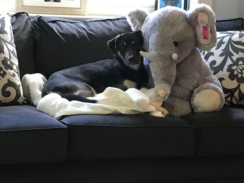 Paws2Heal, Middleburg VA -- Ripley Office