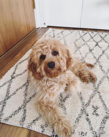 Cavapoo puppy, apricot cavapoo, adult apricot cavapoo