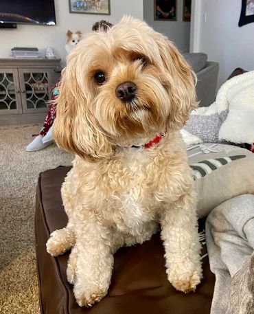 Charlie & Annie pup; cavapoo adult; dark apricot cavapoos