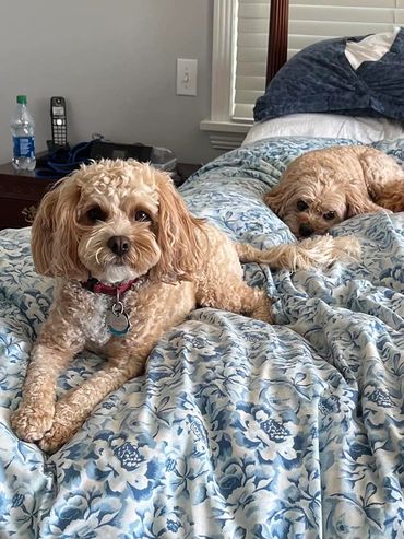 Charlie & Annie pup; cavapoo adult; dark apricot cavapoos
