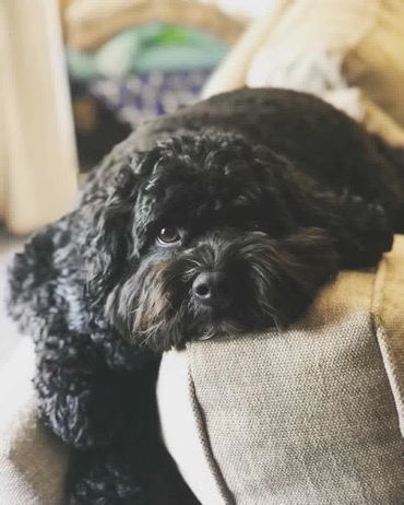 black cavapoo, black cavapoo puppy, black cavapoo in WA