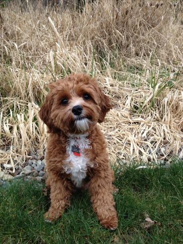Ruby cavapoo, adult ruby cavapoo