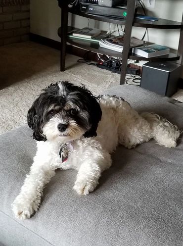 Tri Cavapoo, adult tri cavapoo